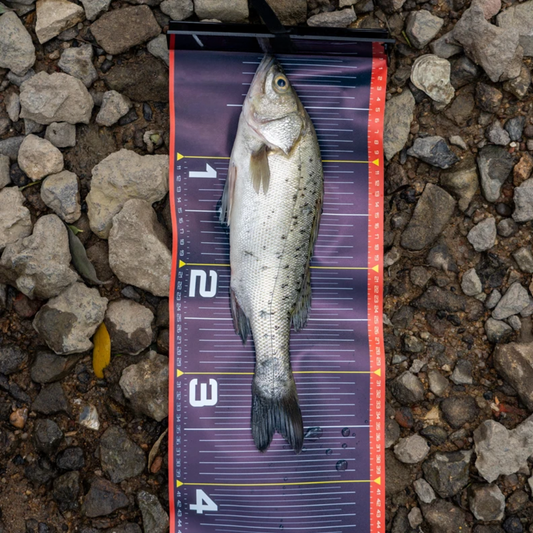 Règle de Pêche Compacte Antiglisse